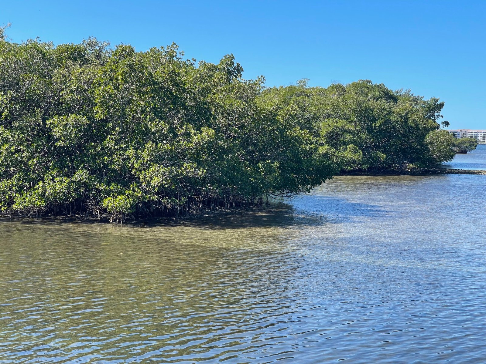 Mangrove islands near Warf, with Siesta Key in the background