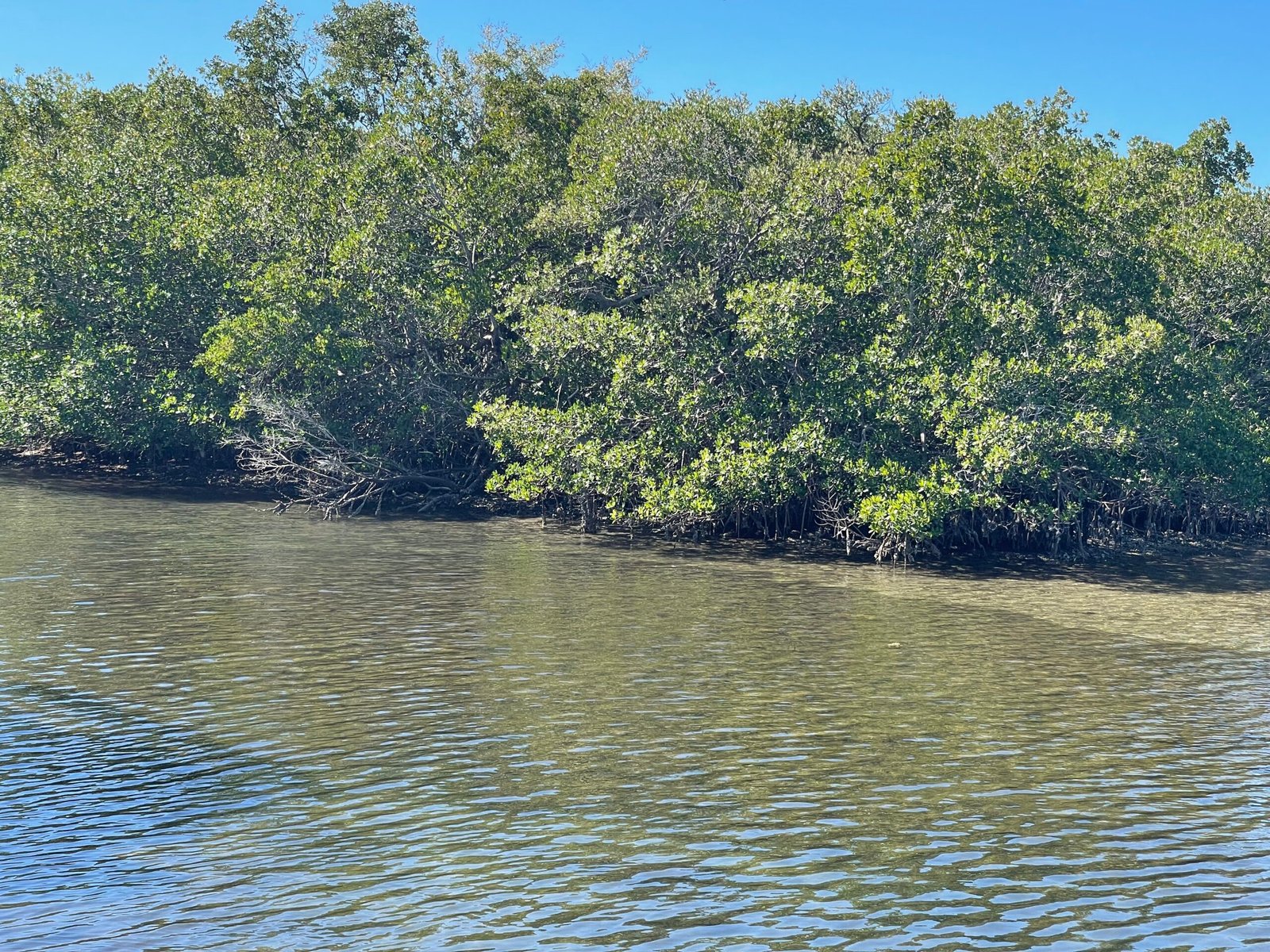 Mangrove isle