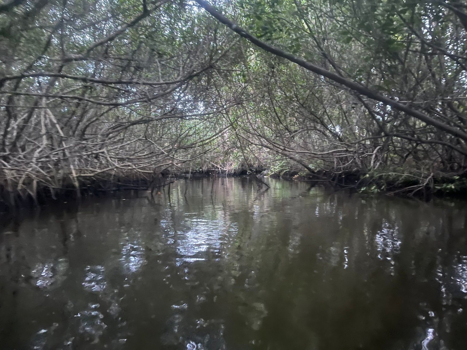 mangrove tunnel
