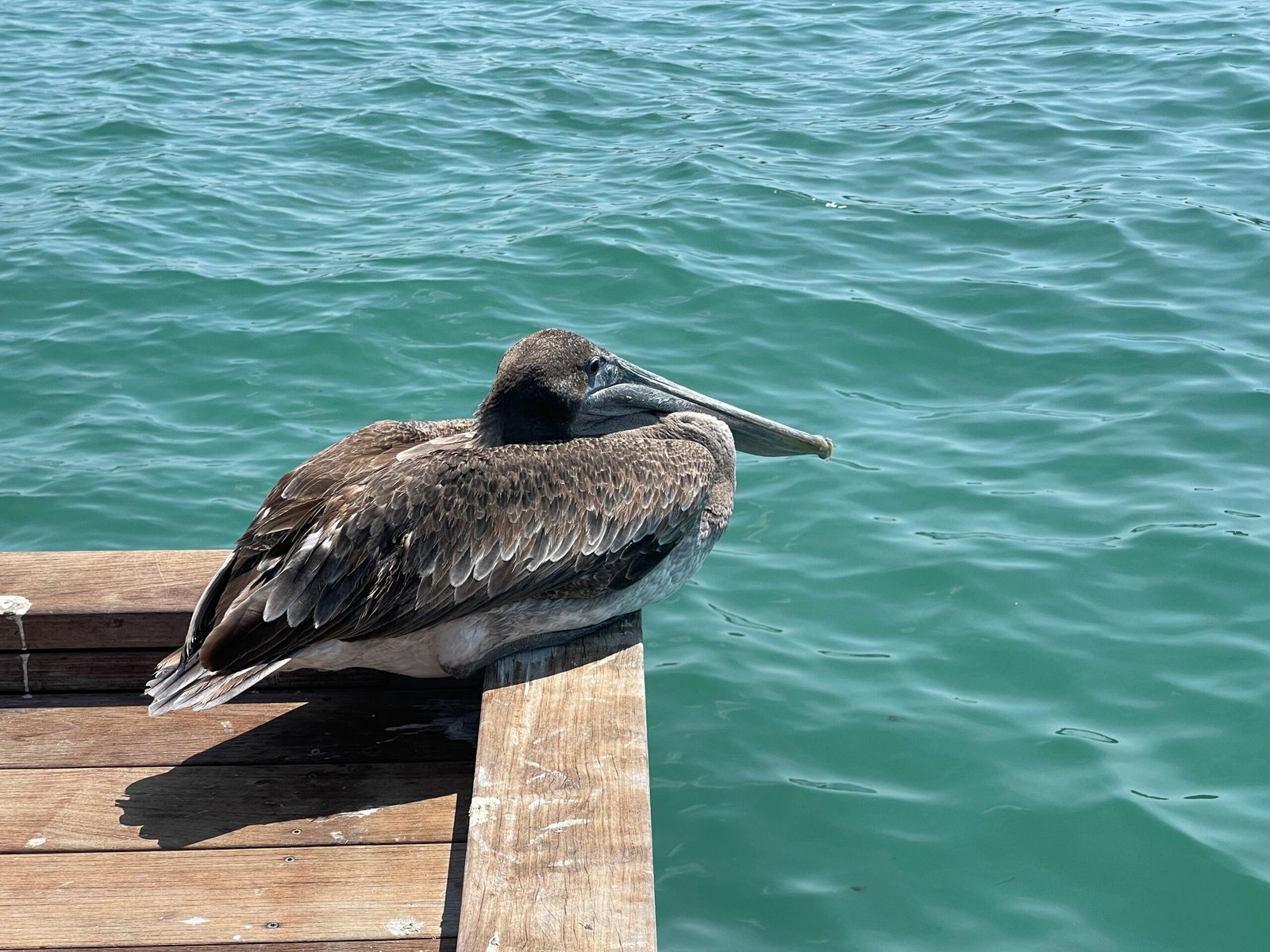 Pelican on a dock.